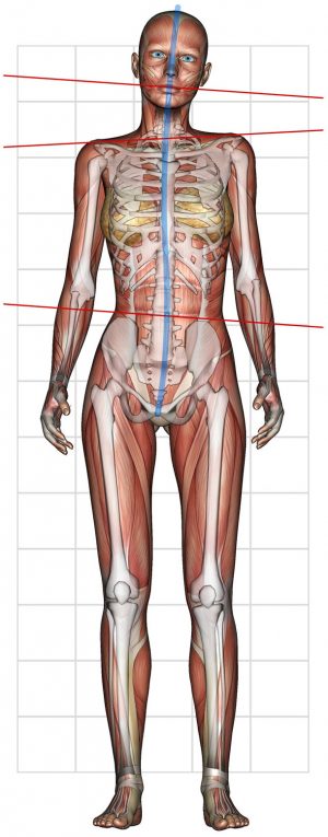 P-WALK posture and muscles